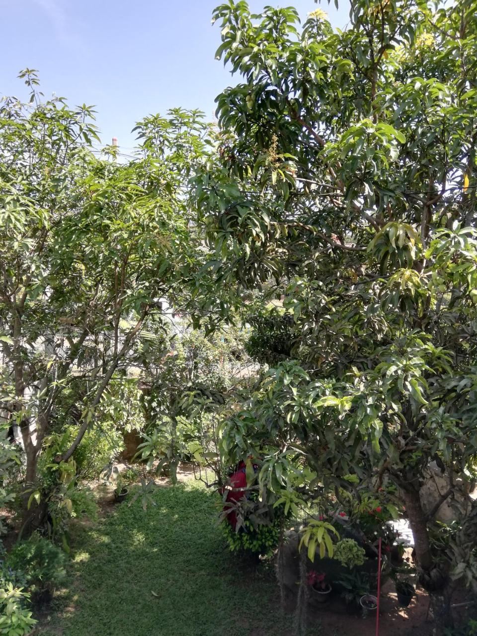 Nisadi Villa Μπεντότα Εξωτερικό φωτογραφία